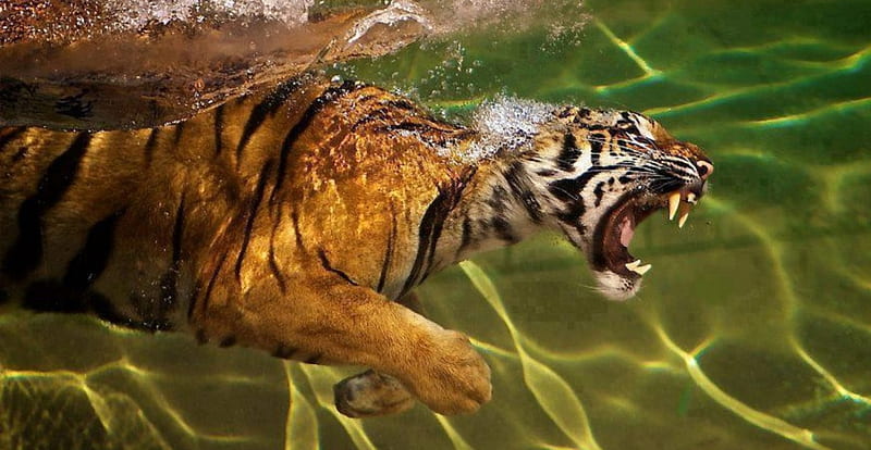 Cool Dip, tiger, dive, cat, swim, HD wallpaper