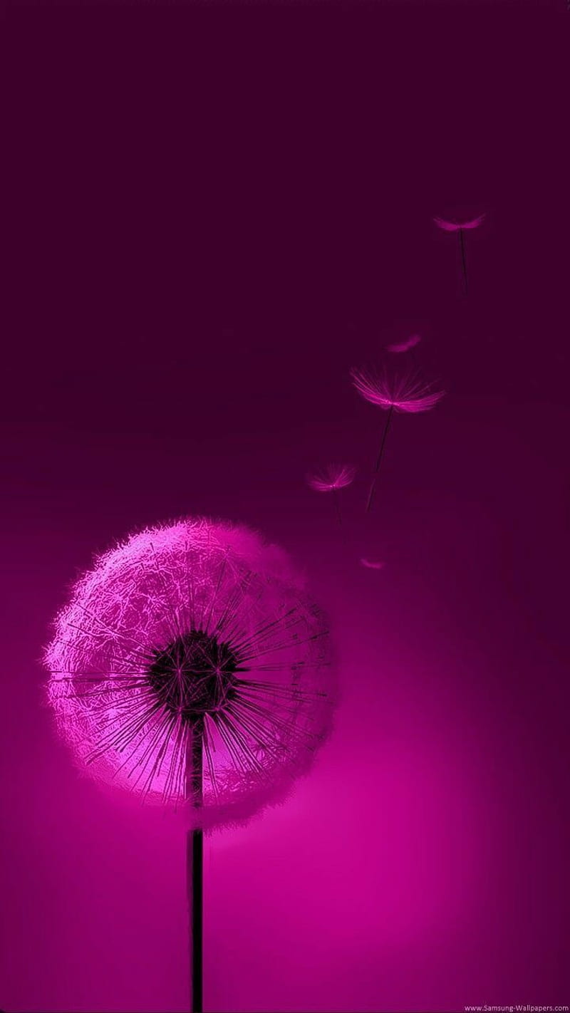Pink Dandelion, dandelion, dandelions, galaxy, HD phone wallpaper