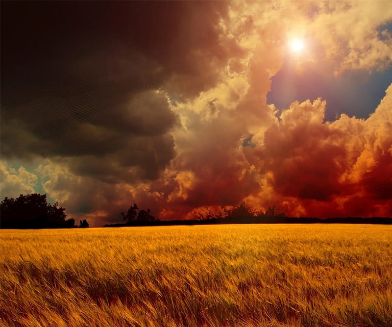 Storm Brewing, sun, wheat, dark, golden, nature, sunshine, clouds, stormy, HD wallpaper