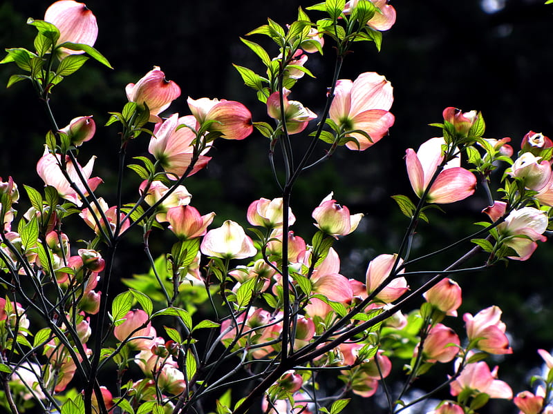 pink dogwood, dogwood, tree, flower, spring, pink, HD wallpaper