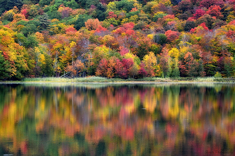 Autumn in Quebec, Canada, forest, autumn, nature, lake, reflection, HD wallpaper