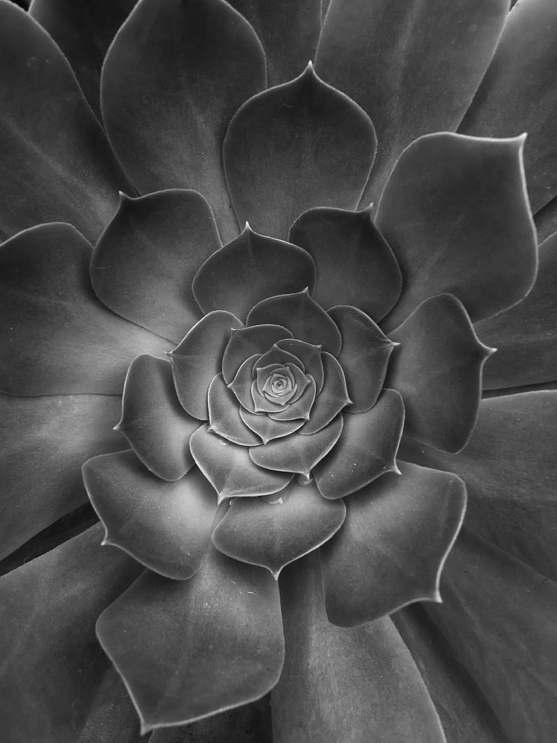 succulent, plant, leaves, black and white, macro, HD phone wallpaper