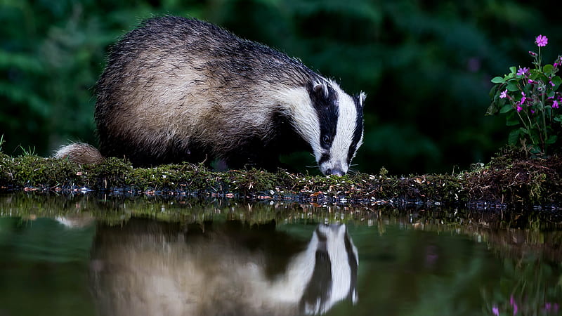 Badger Reflection On Water Animals, HD wallpaper