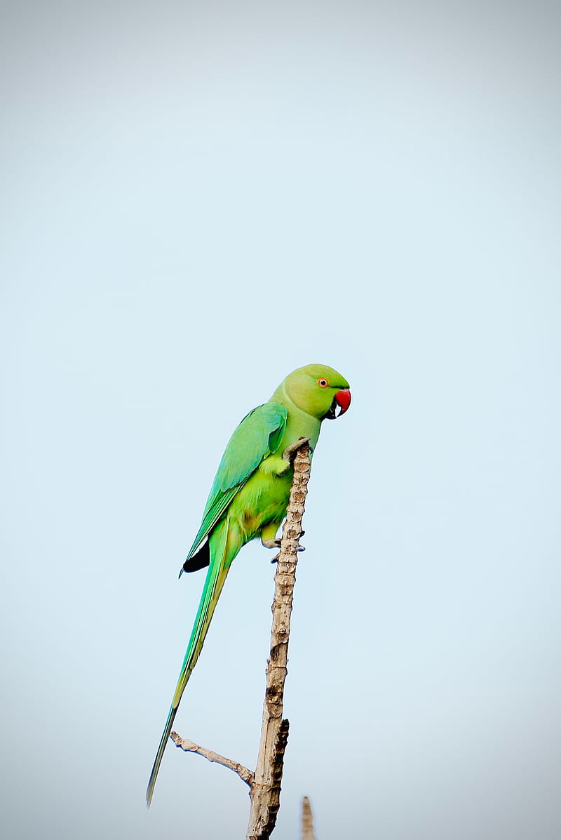 parrot, bird, bright, green, branch, HD phone wallpaper