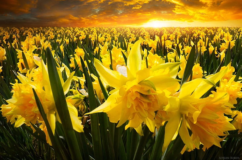 Daffodils, adrian borda, narcisa, flower, daffodil, yellow, spring, field, HD wallpaper