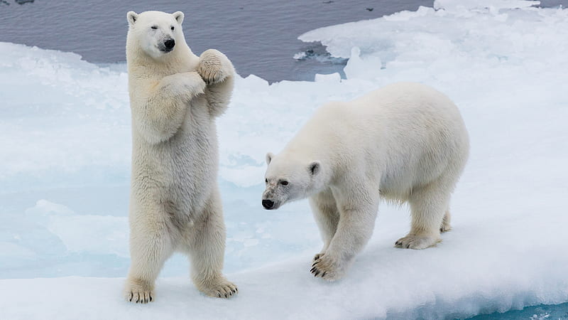 Polar Bears On Ice Animals, HD wallpaper