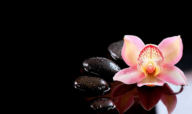 Spa background, stones, lovely, background, orchid, flower, spa, bonito, reflection, HD wallpaper