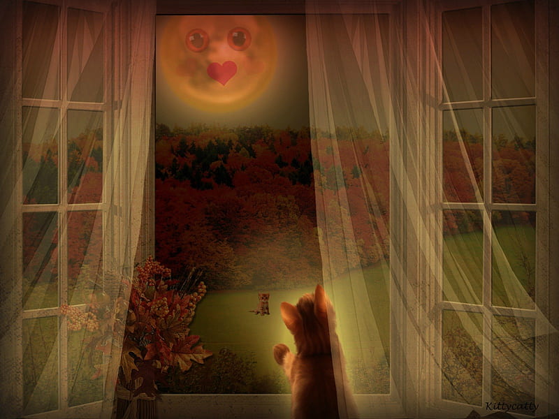 ☻October Moon☻ , forest, autumn, curtain, cat, leaves, moon, love, meow, cats, october moon, window sill, night, HD wallpaper