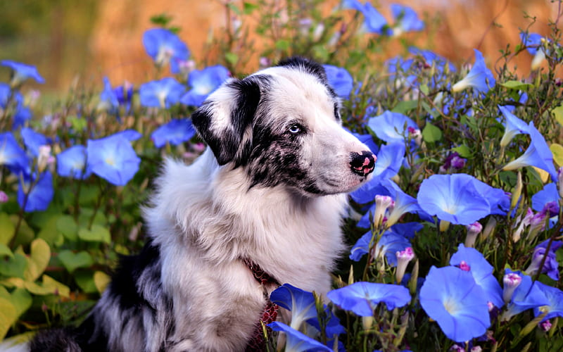 Australian Shepherd, summer, cute Aussie, cute dogs, blue flowers, pets, dogs, Aussie, leaves, cute animals, Australian Shepherd Dog, R, Aussie Dog, HD wallpaper