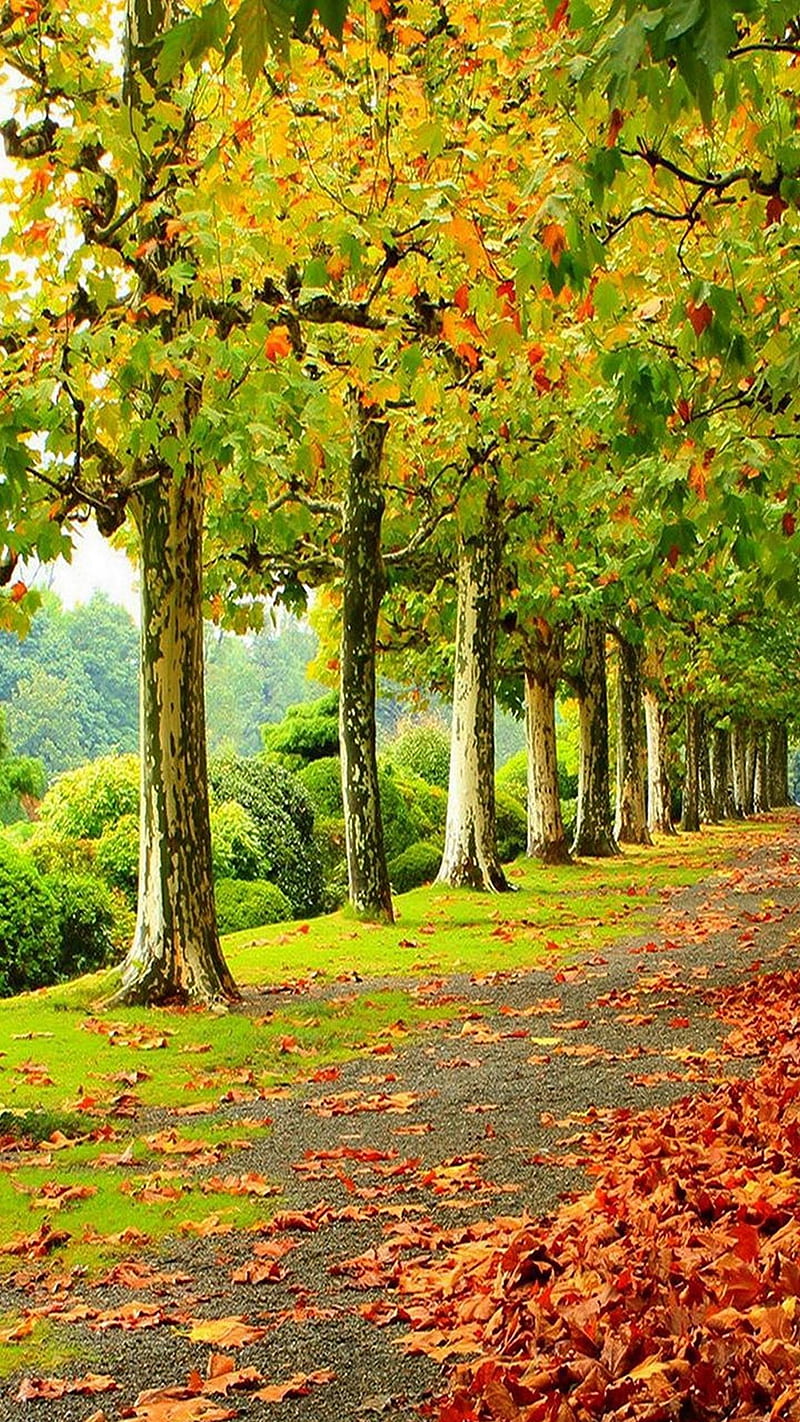Autumn , nature, fall, leaf, foliage, tree, HD phone wallpaper