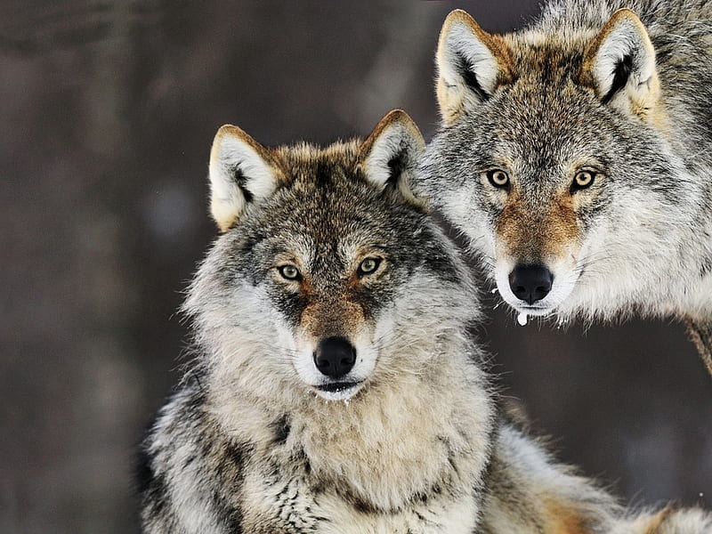 720P free download | Gray Wolves, look, gray, wolves, animal, HD ...