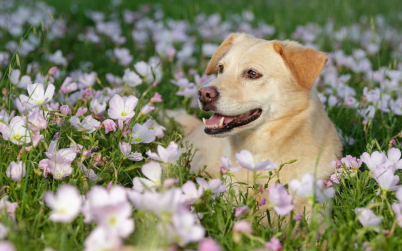 Golden Retriever, spring, labrador, flowers, dogs, pets, cute dogs, Golden Retriever Dogs, HD wallpaper