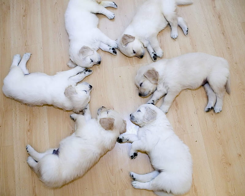 asleep in a circle, golden retrievers, alike, pups, aside, HD wallpaper