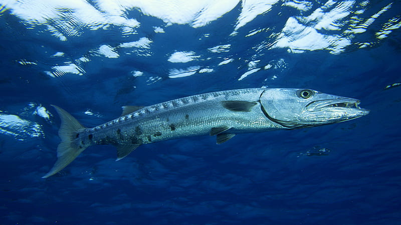 Ooooo Barracuda!, water, fish, ocean, swimming, barracuda, HD wallpaper