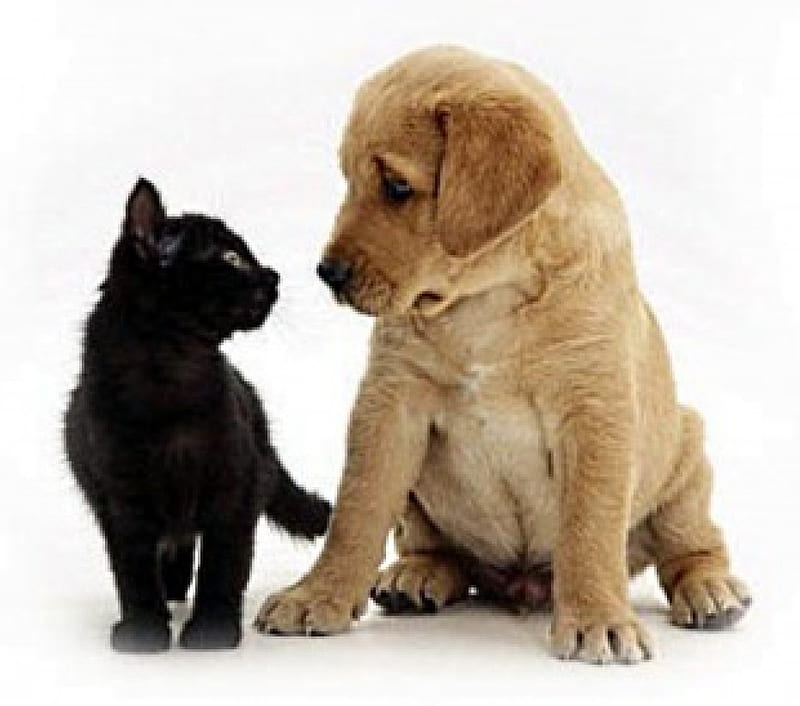 kitty and pup, meet, introduce, themselves, two, HD wallpaper