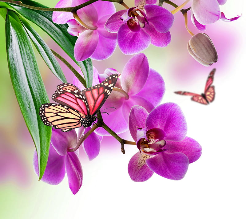 Floral Butterflies, butterfly, flowers, orchid, purple, spring, HD wallpaper