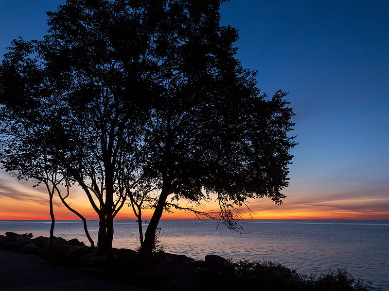 trees, silhouettes, sea, water, horizon, sunset, dark, HD wallpaper