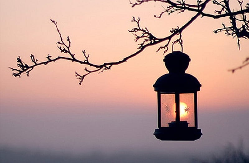 The Lantern, candle, graphy, lantern, bonito, sunset, branch, pink, HD wallpaper