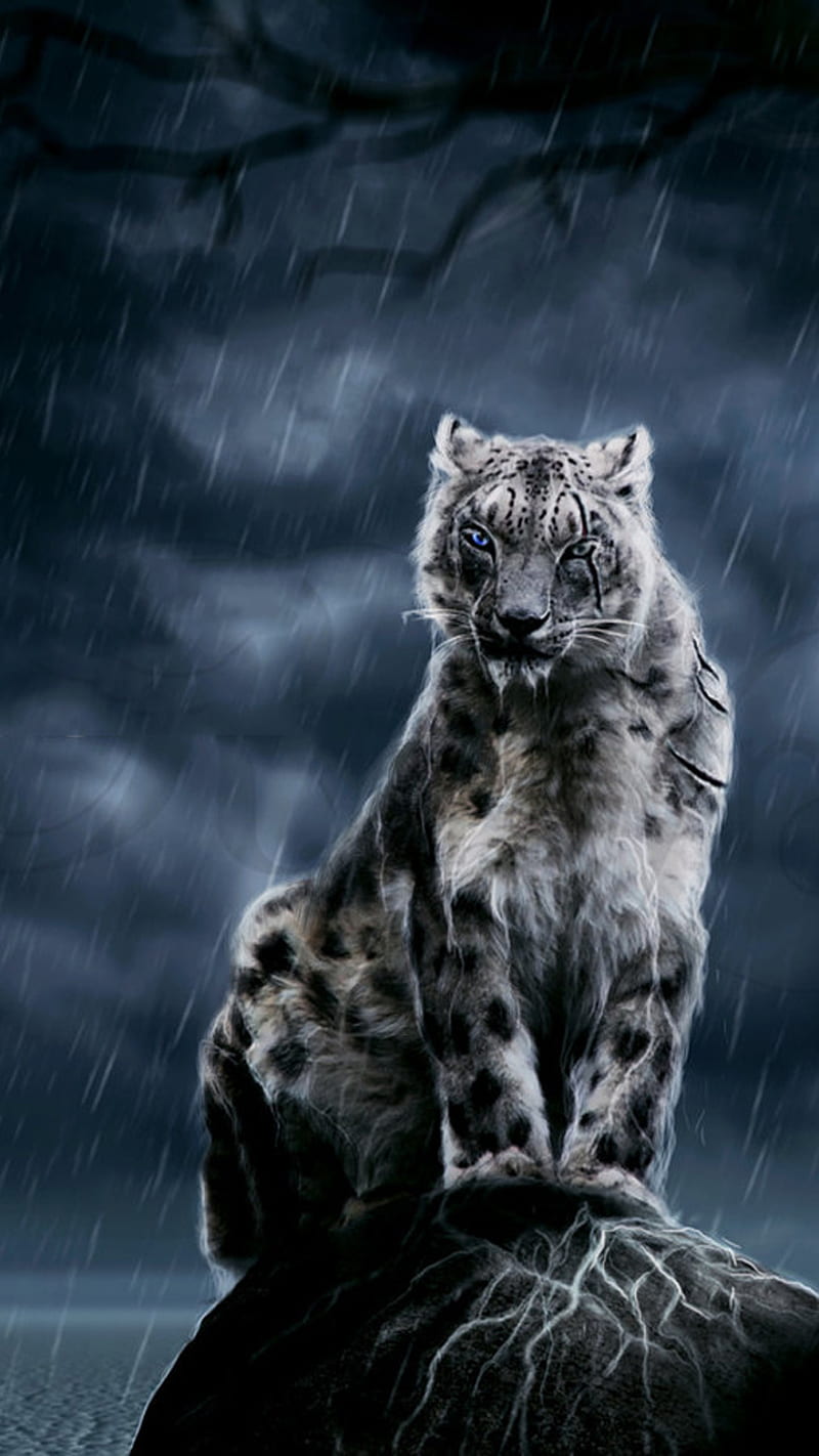 Pantera bajo la lluvia, salvaje, animal, noche, oscuro, cielo, Fondo de  pantalla de teléfono HD | Peakpx