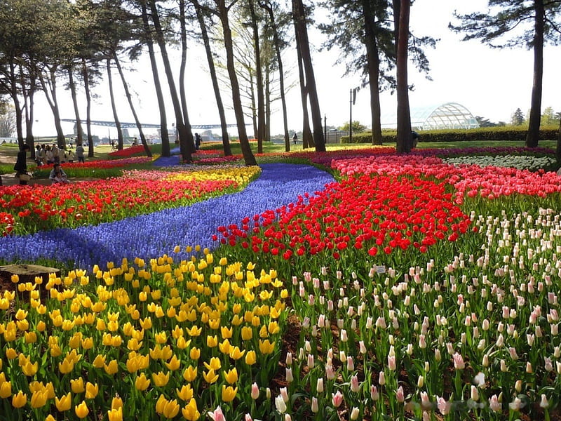 Hitachi Seaside Park, red, hyacinths, flowers, yellow, spring, tulips, trees, blue, HD wallpaper