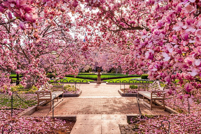 Spring Blossoms at the National Mall, lawns, grass, Washington DC, park, trees, walkway, benches, blossoms, Spring, National Mall, HD wallpaper