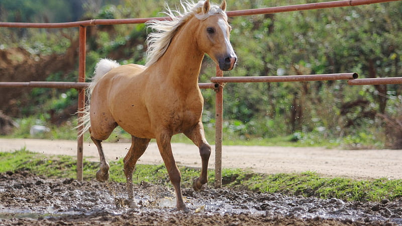 Brown Horse Is Running On Mud Horse, HD wallpaper