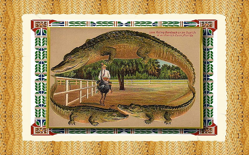 Alligator Border Postcard 4, postcard, florida, four, alligator, HD wallpaper