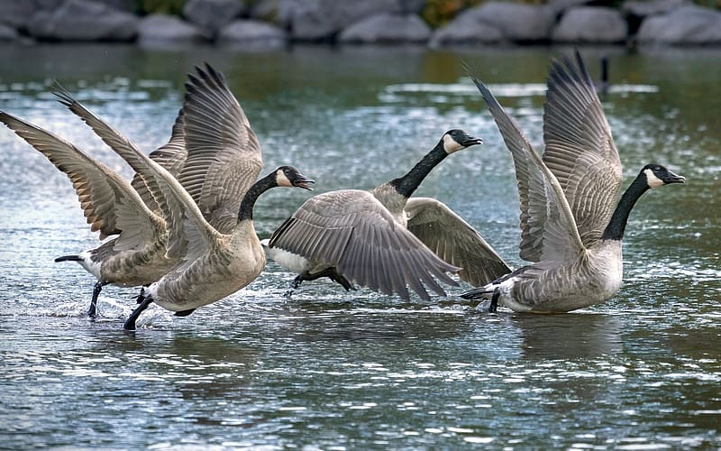 Canadian Geese, birds, water, Canadian, geese, flight, HD wallpaper