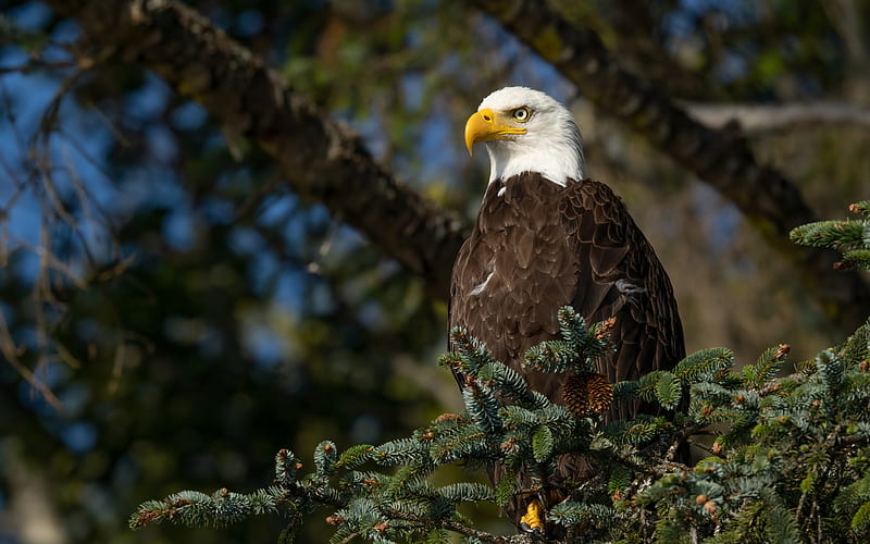 bald eagle, bird of prey, USA symbol, birds of North America, eagle, wildlife, HD wallpaper