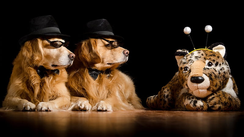 The Blues Brothers, Dogs, Stuffed Animal, Golden Retriever, Sunglasses, Curiousity, Hats, Black, Bumble Bee, Antennas, Cute, Bow Ties, HD wallpaper