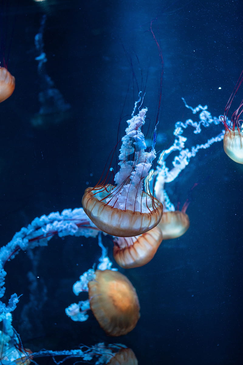 jellyfish, tentacles, underwater world, sea, HD phone wallpaper