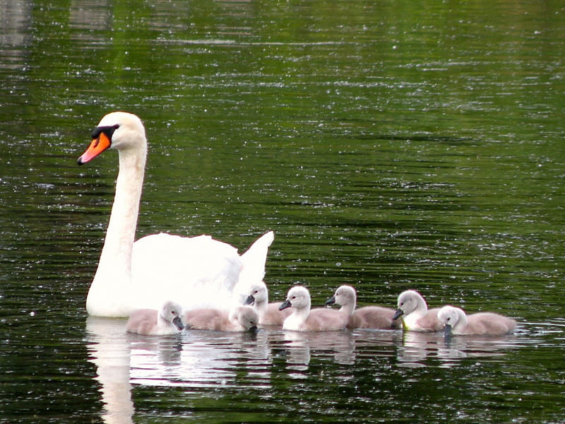 baby swans and mama, water, mama, birds, babies, swans, HD wallpaper