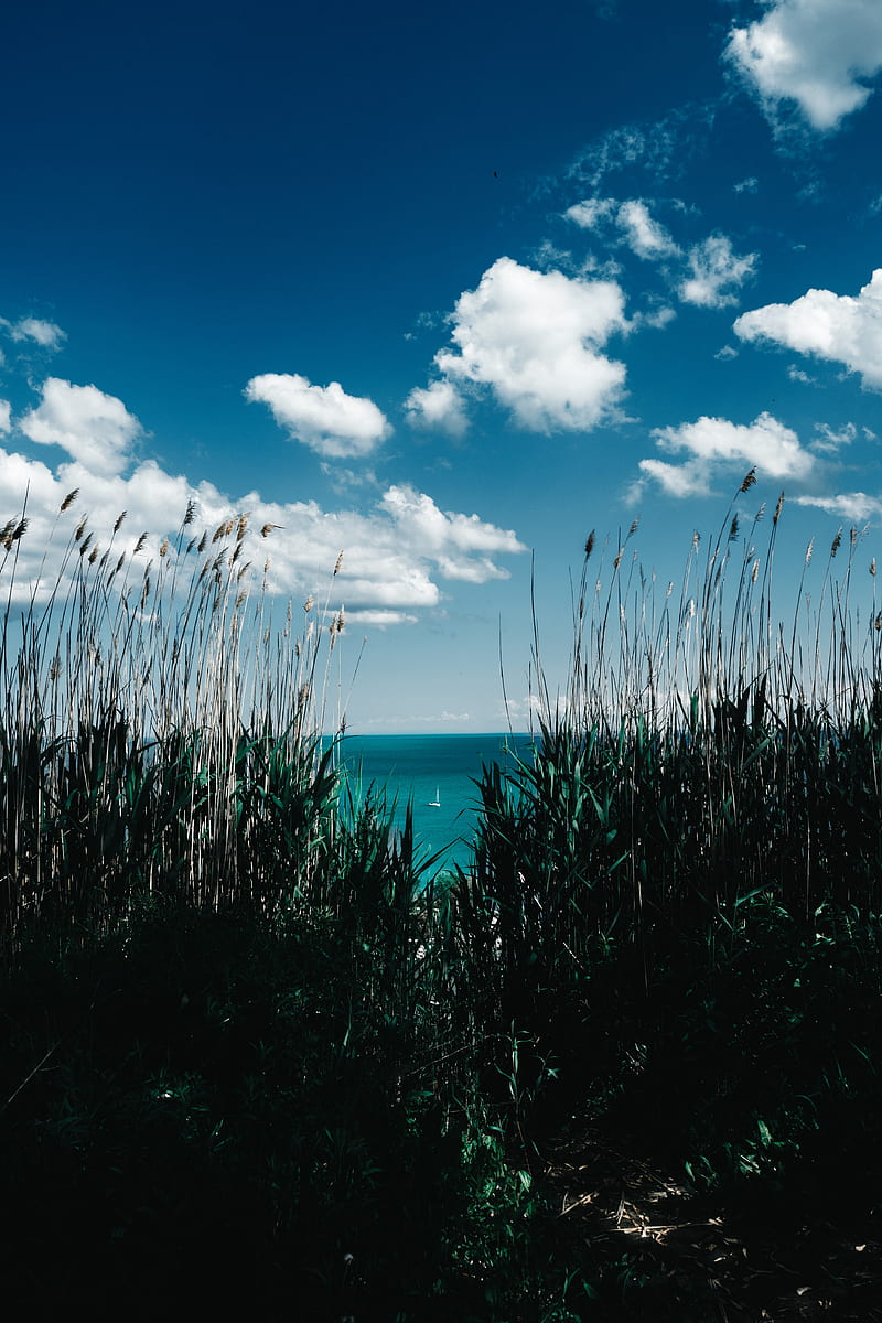 grass, reed, shore, sea, clouds, HD phone wallpaper
