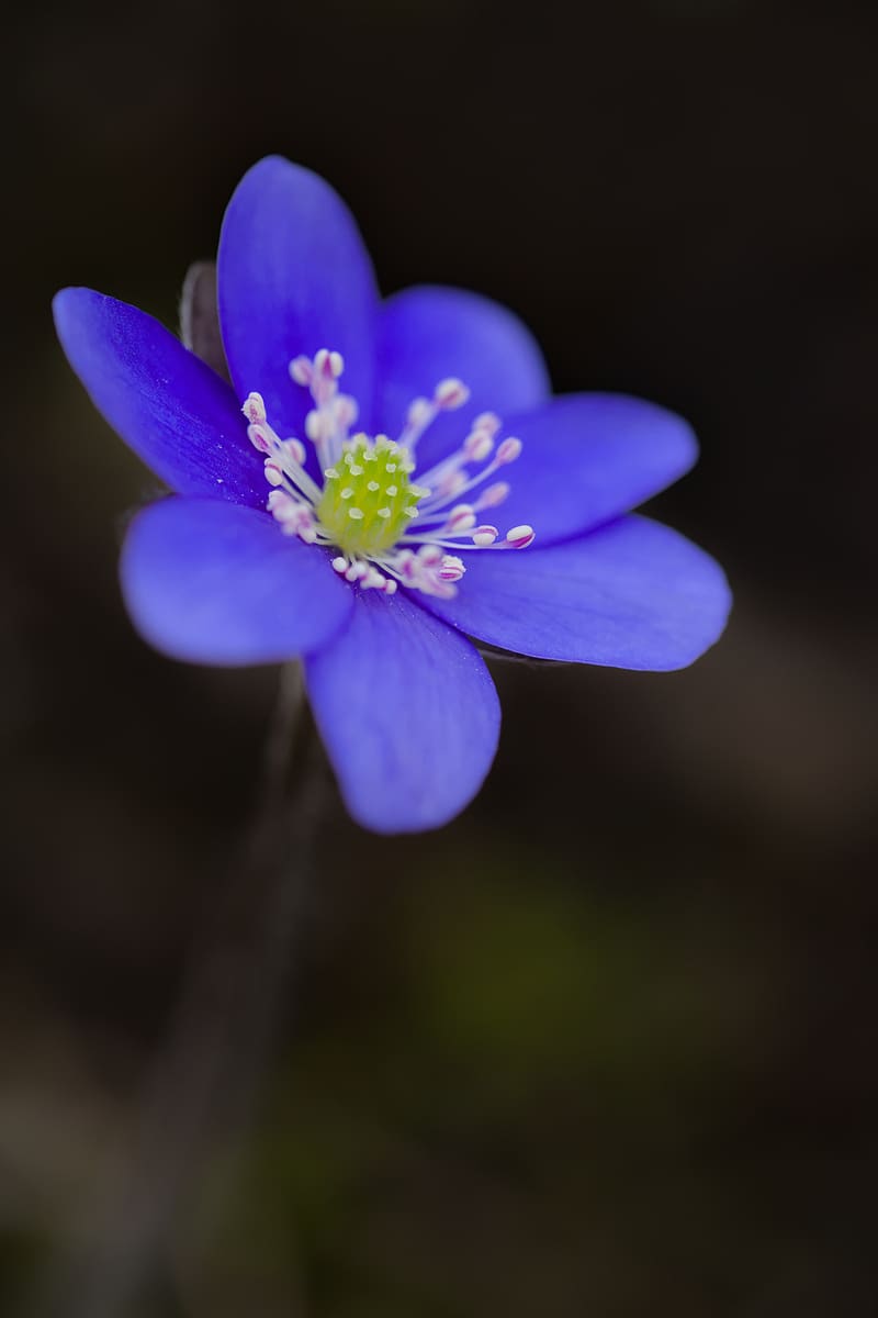 hepatica, flower, petals, blue, macro, HD phone wallpaper