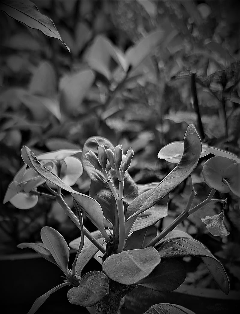 Plant , 108mp, beast, nature, note20, graphy, samsung, ultra, HD phone wallpaper