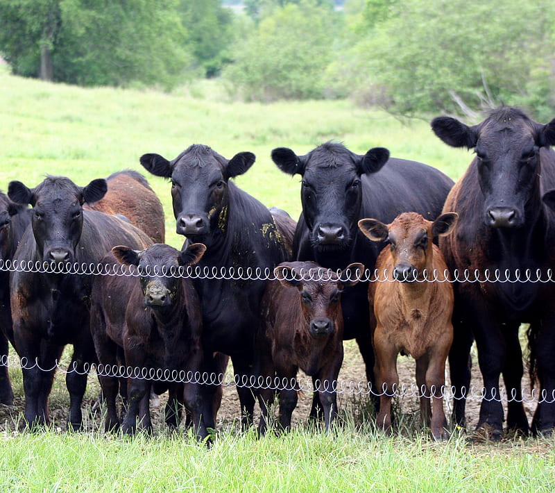 Curious Cows, animals, calves, farm, fence, grass, HD wallpaper