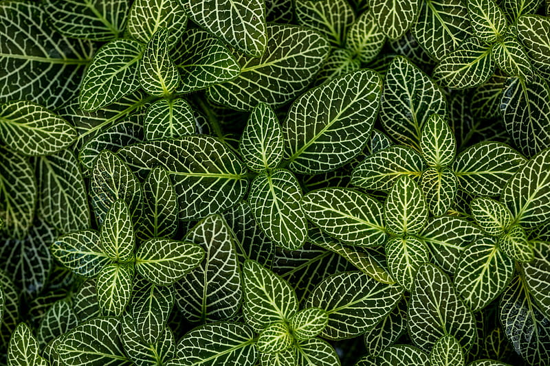 leaves, plant, striped, forma, green, white, HD wallpaper