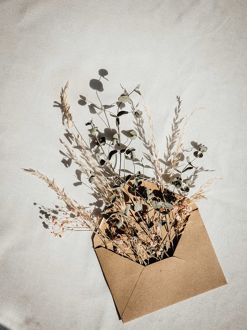 envelope, herbarium, plants, branches, ears, HD phone wallpaper