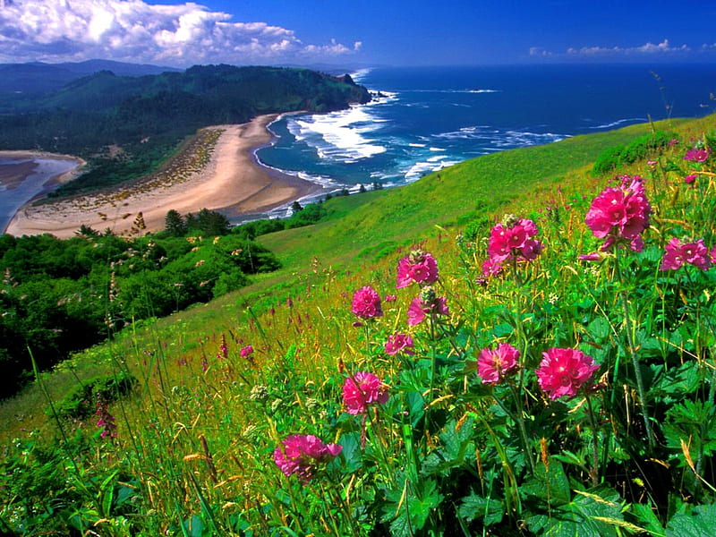 Summer beach scenery with flowers hi-res stock photography and