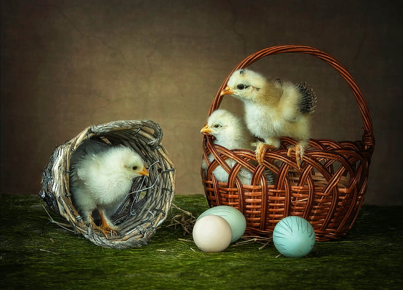 Happy Easter!, daykiney, pasare, pui, easter, cute, egg, chicken stories, green, bird, basket, HD wallpaper