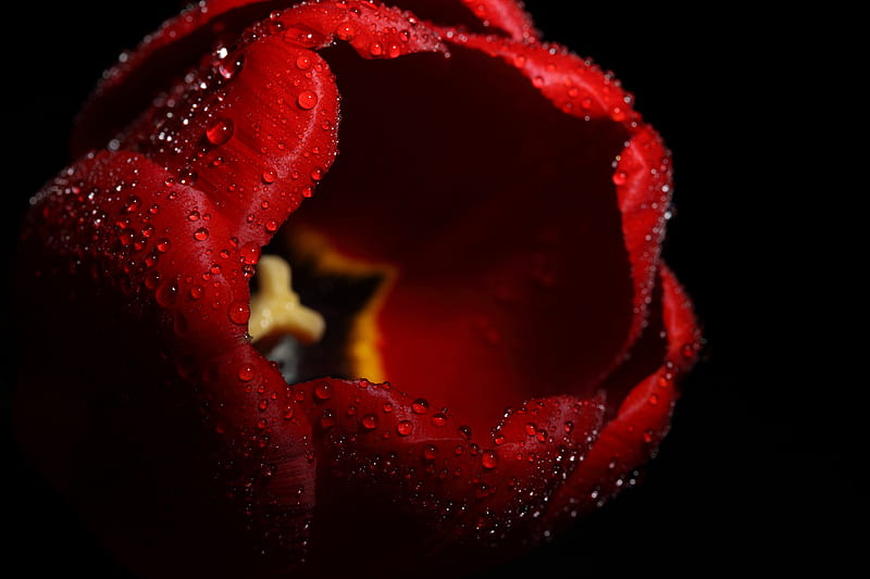 Tulip, red, wet, black, bonito, drops, elegantly, graphy, nice, cool, flower, harmony, HD wallpaper