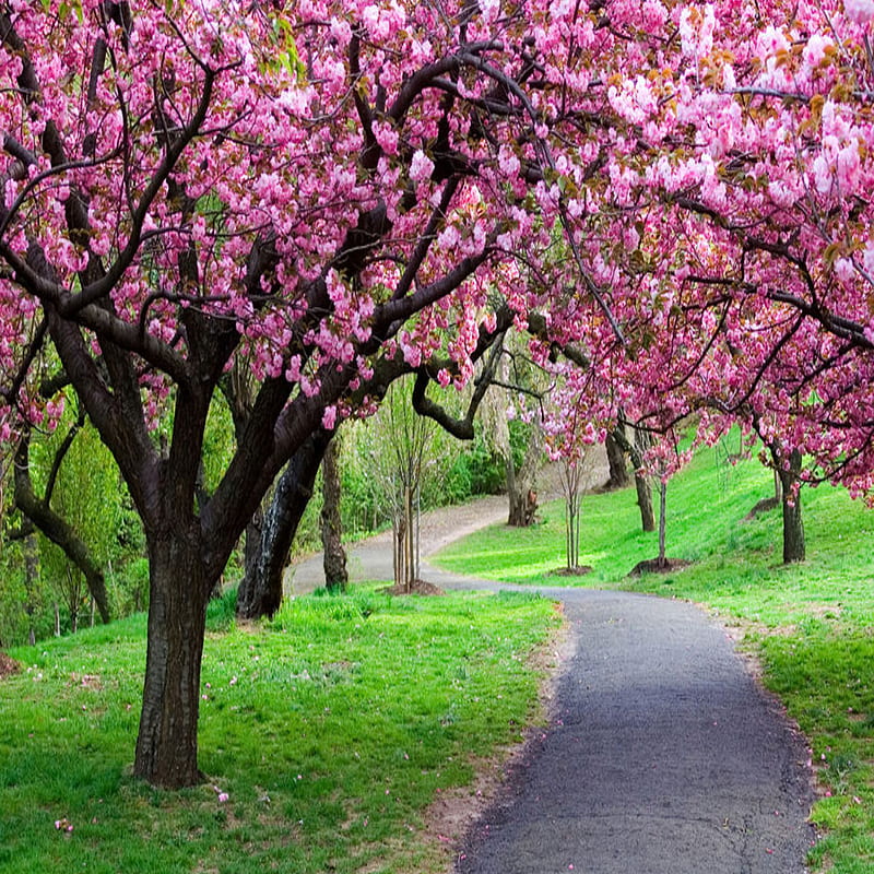 Pink Trees, landscape, nature, pathway, HD phone wallpaper | Peakpx