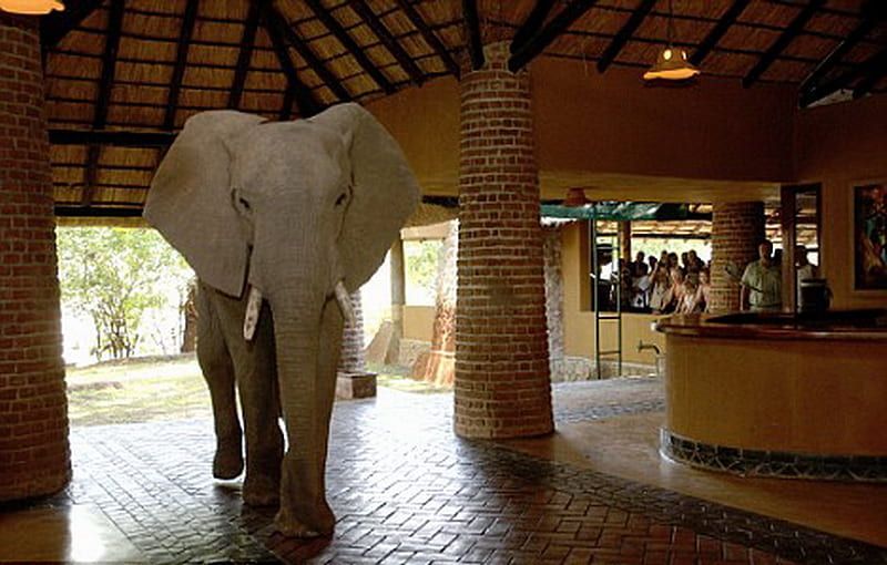 WALKING THROUGH LOBBY., hotel, elephants, lobby, big, HD wallpaper