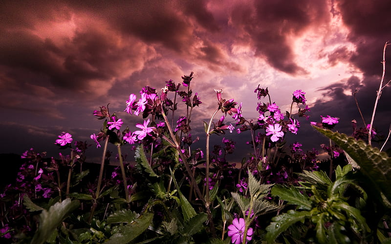Purple Flowers, purple sky, sunset, sky, clouds, storm, purple, flowers, nature, HD wallpaper