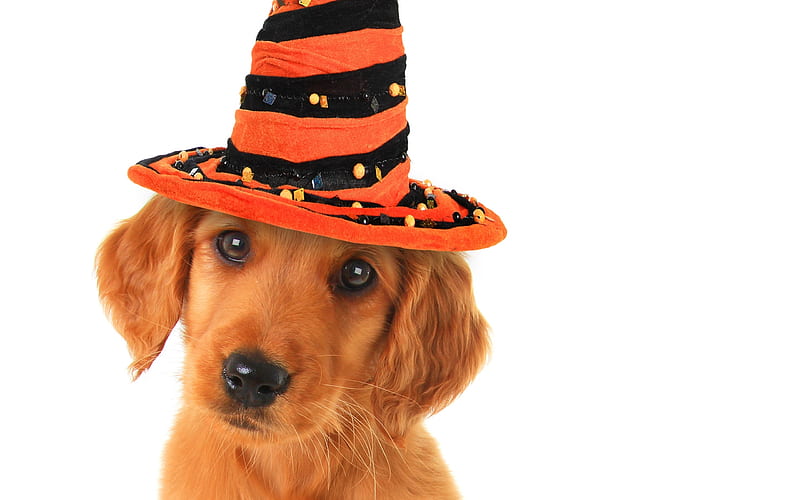 Cute puppy, orange, halloween, caine, puppy, dog, animal, hat, HD ...