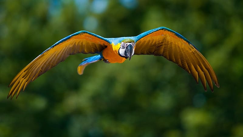 Macaw, ornithology, birds, animals, zoology, HD wallpaper