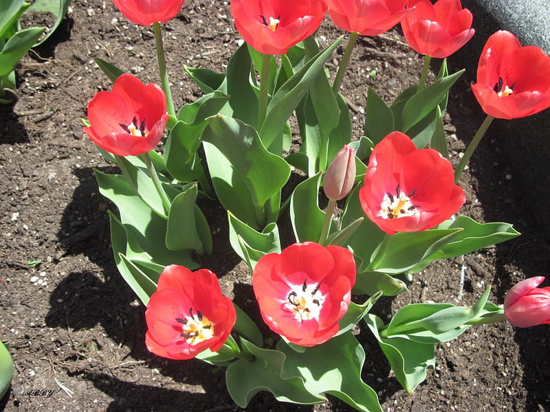 Red Tulips Ottawa Park, Tulips, Red, green, graphy, Flowers, HD ...