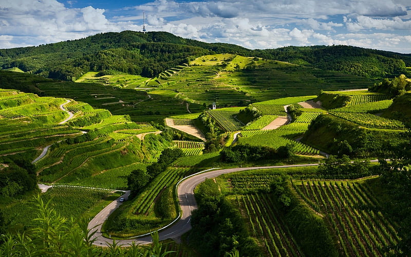 Green Fields Labyrinth, labyrinth, fields, road, green, HD wallpaper