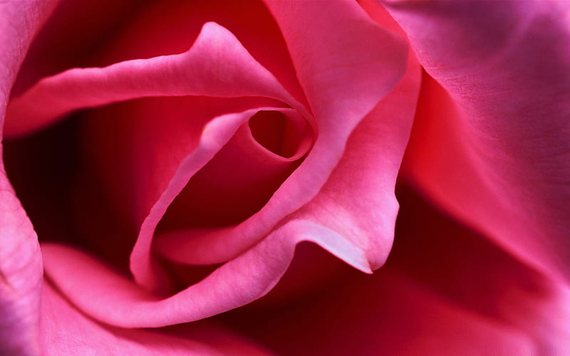 hot pink rose close up-Amazing Flowers graphy, HD wallpaper