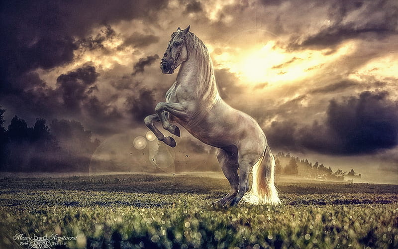horse, field, green grass, white horse, HD wallpaper